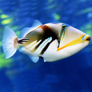 Rhinecanthus aculeatus : 7-10 cm